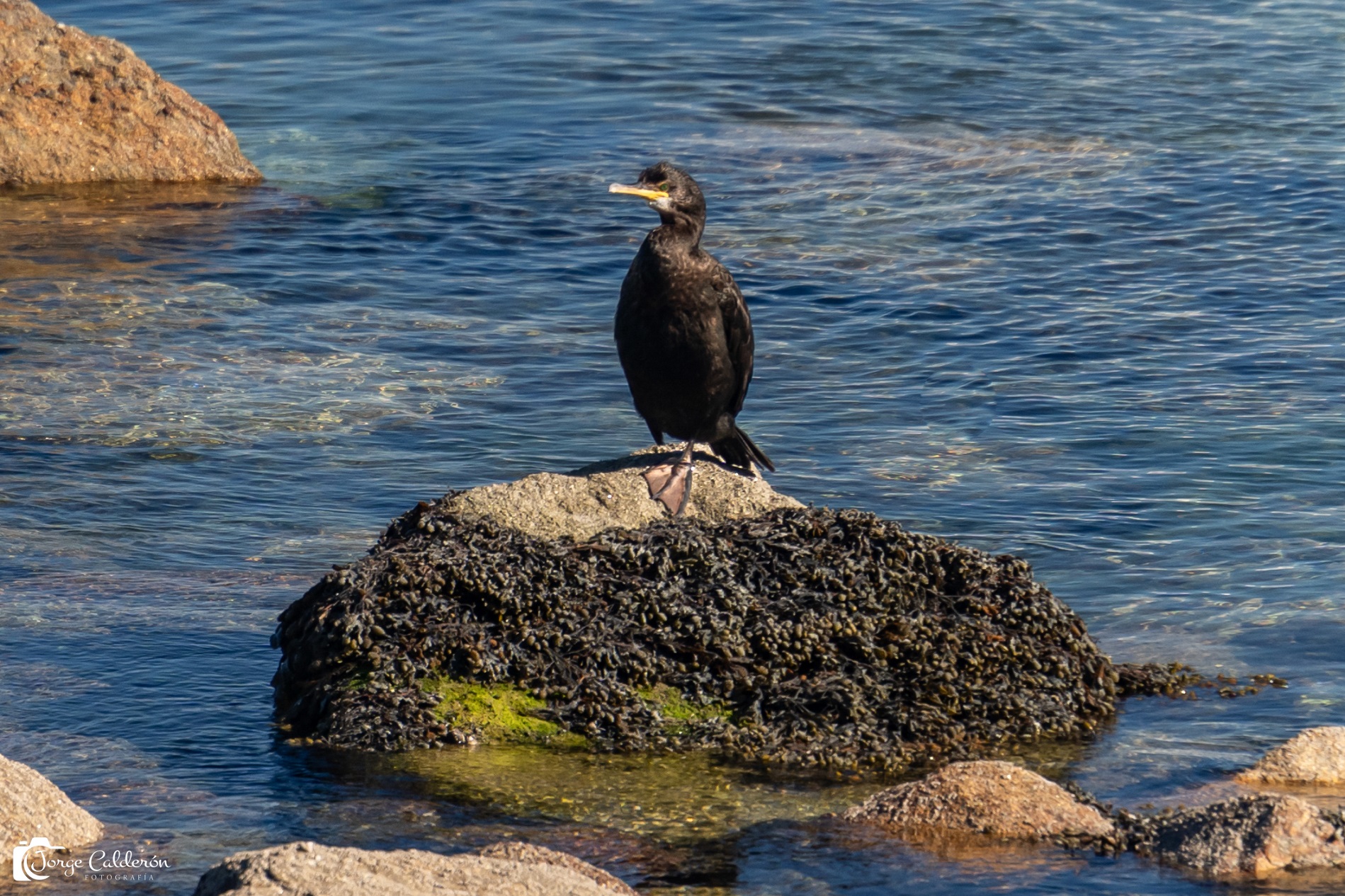 Aves